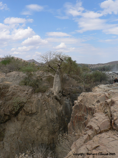 z Epupa Falls -  baobabs (4)